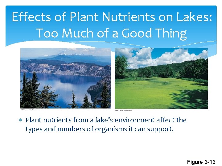 Effects of Plant Nutrients on Lakes: Too Much of a Good Thing Plant nutrients