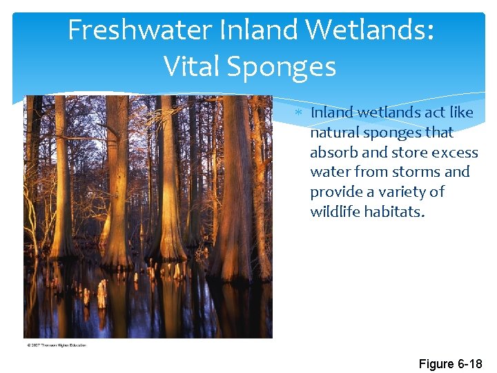 Freshwater Inland Wetlands: Vital Sponges Inland wetlands act like natural sponges that absorb and