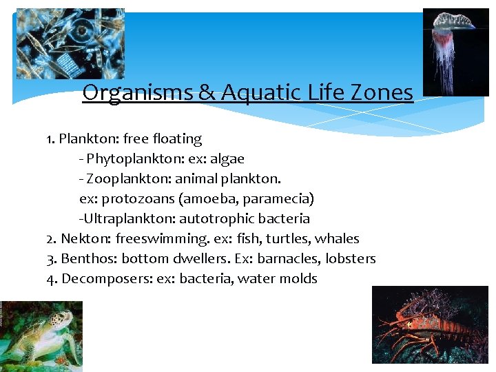 Organisms & Aquatic Life Zones 1. Plankton: free floating - Phytoplankton: ex: algae -