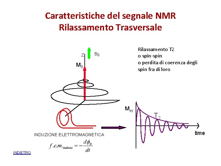 Caratteristiche del segnale NMR Rilassamento Trasversale Z Rilassamento T 2 o spin-spin o perdita