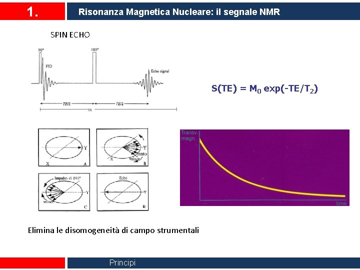 1. Risonanza Magnetica Nucleare: il segnale NMR SPIN ECHO S(TE) = M 0 exp(-TE/T