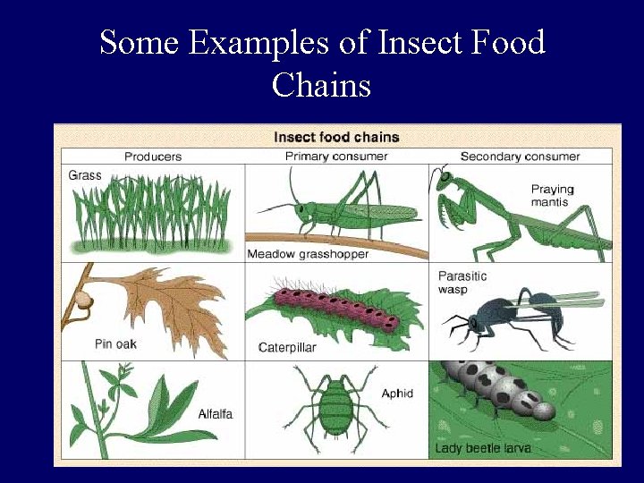Some Examples of Insect Food Chains 