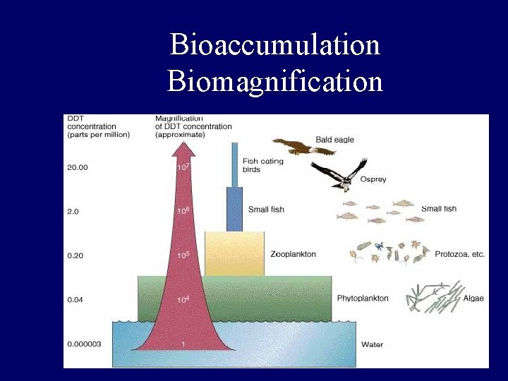 Bioaccumulation Biomagnification 