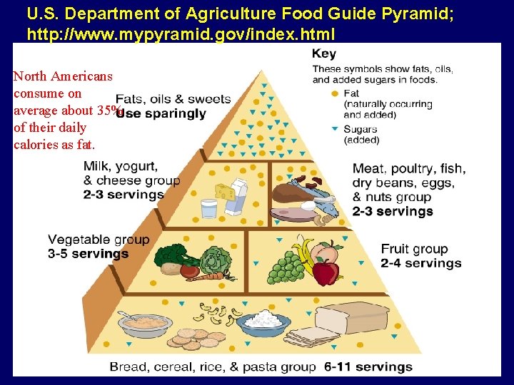 U. S. Department of Agriculture Food Guide Pyramid; http: //www. mypyramid. gov/index. html North