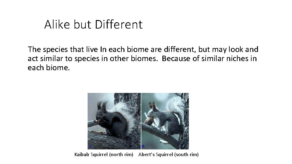 Alike but Different The species that live In each biome are different, but may