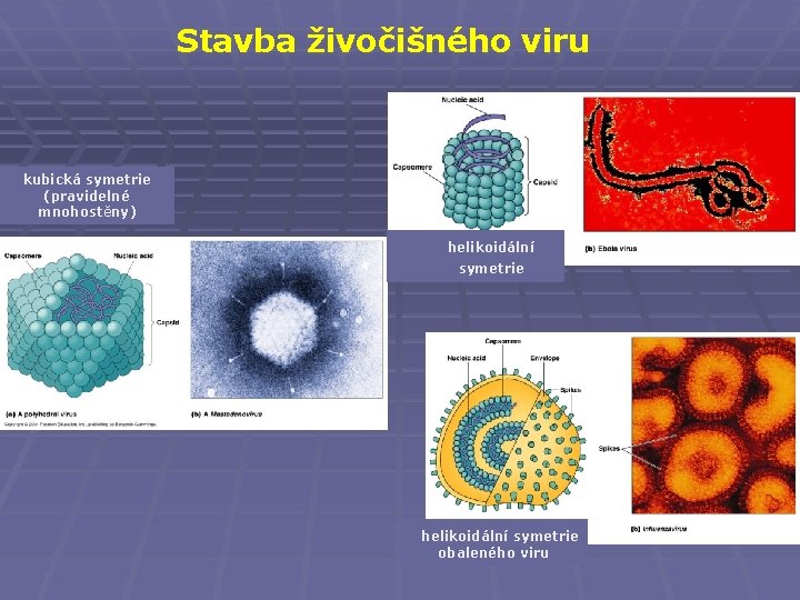 Stavba živočišného viru kubická symetrie (pravidelné mnohostěny) helikoidální symetrie obaleného viru 