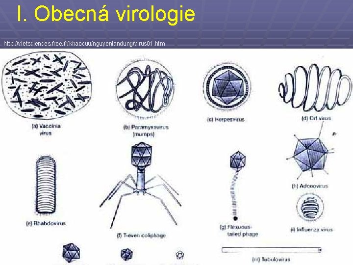 I. Obecná virologie http: //vietsciences. free. fr/khaocuu/nguyenlandung/virus 01. htm 