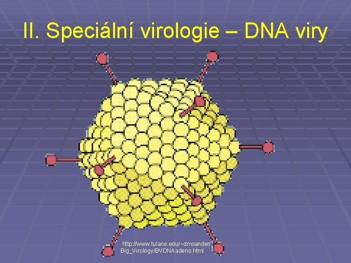 II. Speciální virologie – DNA viry http: //www. tulane. edu/~dmsander/ Big_Virology/BVDNAadeno. html 