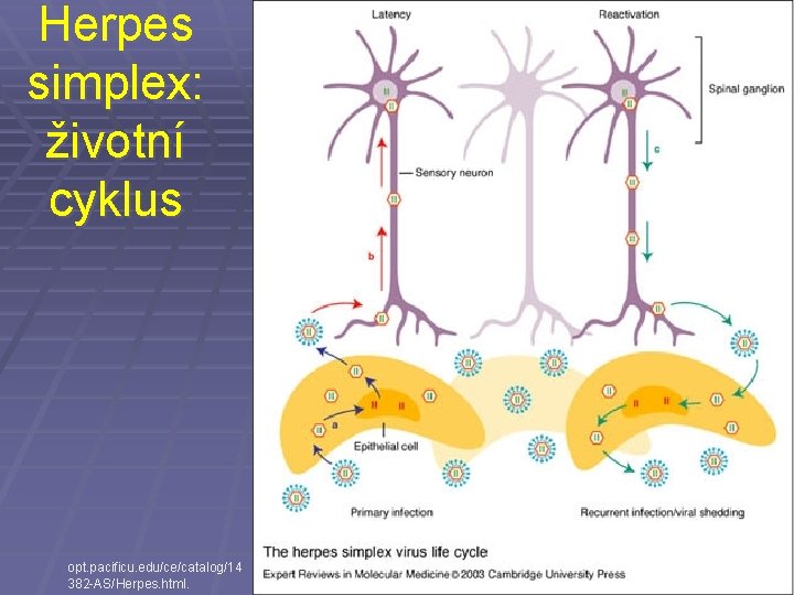 Herpes simplex: životní cyklus opt. pacificu. edu/ce/catalog/14 382 -AS/Herpes. html. 