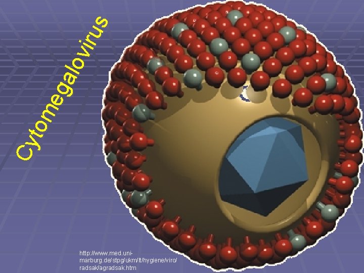 Cy t om eg al o vi r us http: //www. med. unimarburg. de/stpg/ukm/lt/hygiene/viro/