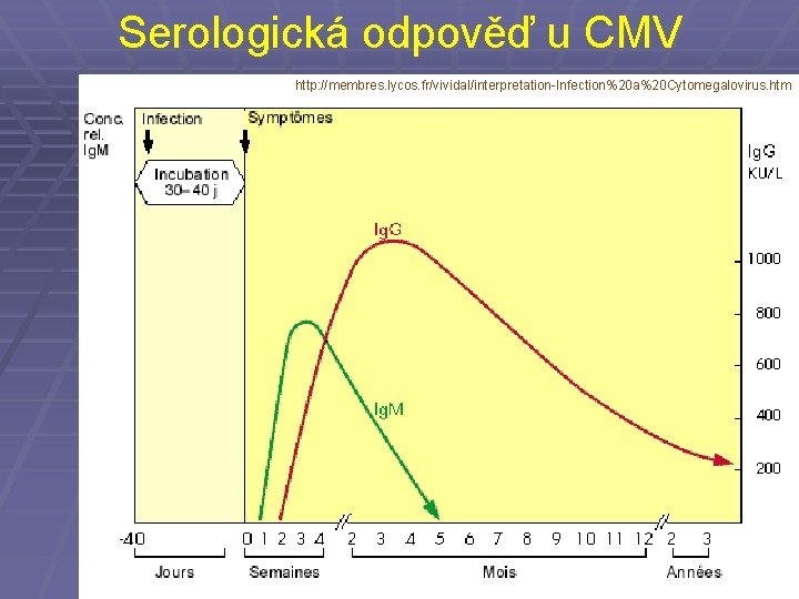 Serologická odpověď u CMV http: //membres. lycos. fr/vividal/interpretation-Infection%20 a%20 Cytomegalovirus. htm 