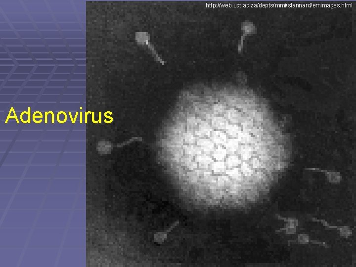 http: //web. uct. ac. za/depts/mmi/stannard/emimages. html Adenovirus 