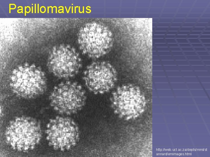 Papillomavirus http: //web. uct. ac. za/depts/mmi/st annard/emimages. html 