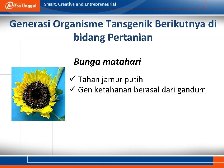 Generasi Organisme Tansgenik Berikutnya di bidang Pertanian Bunga matahari ü Tahan jamur putih ü