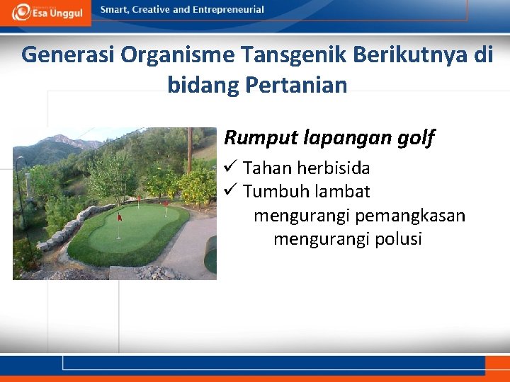 Generasi Organisme Tansgenik Berikutnya di bidang Pertanian Rumput lapangan golf ü Tahan herbisida ü