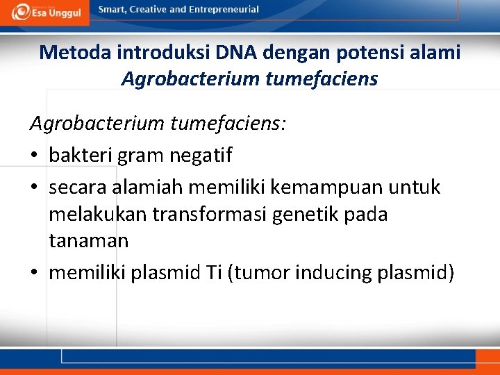 Metoda introduksi DNA dengan potensi alami Agrobacterium tumefaciens: • bakteri gram negatif • secara