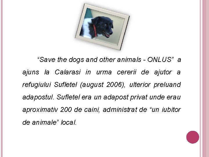 “Save the dogs and other animals - ONLUS” a ajuns la Calarasi in urma