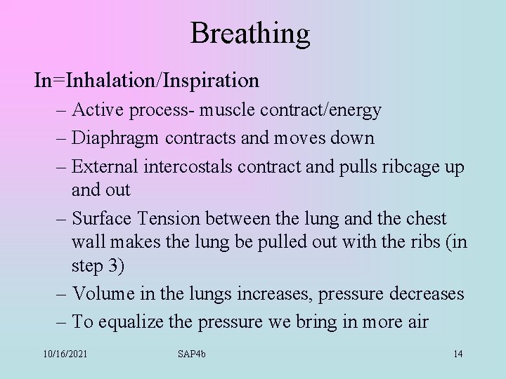 Breathing In=Inhalation/Inspiration – Active process- muscle contract/energy – Diaphragm contracts and moves down –