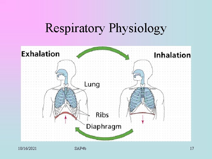 Respiratory Physiology 10/16/2021 SAP 4 b 17 