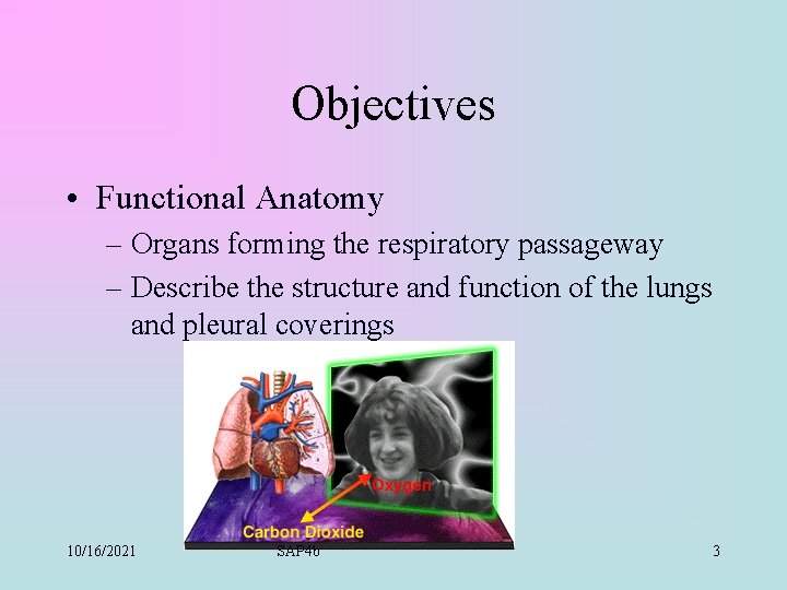 Objectives • Functional Anatomy – Organs forming the respiratory passageway – Describe the structure