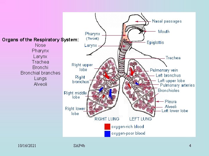 Organs of the Respiratory System: Nose Pharynx Larynx Trachea Bronchial branches Lungs Alveoli 10/16/2021