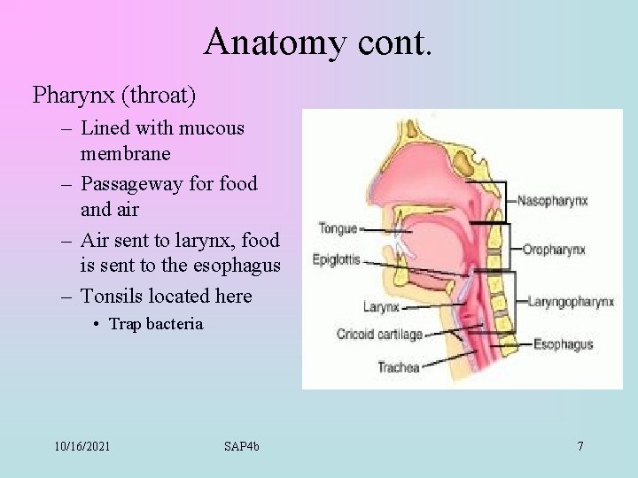 Anatomy cont. Pharynx (throat) – Lined with mucous membrane – Passageway for food and