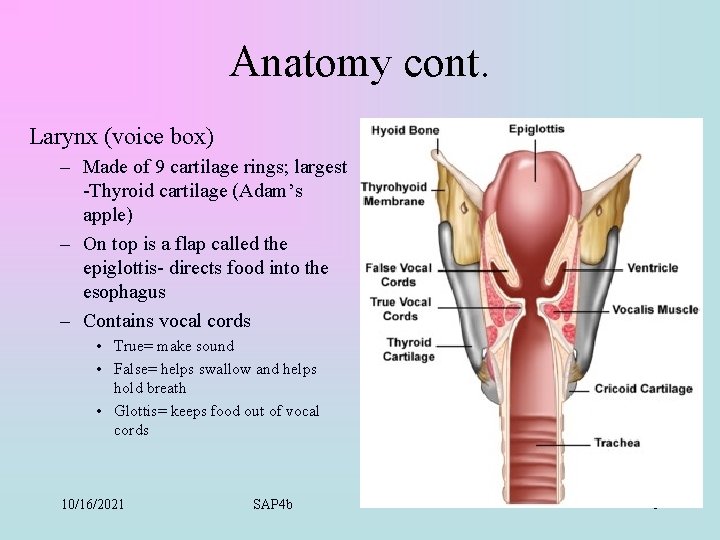 Anatomy cont. Larynx (voice box) – Made of 9 cartilage rings; largest -Thyroid cartilage