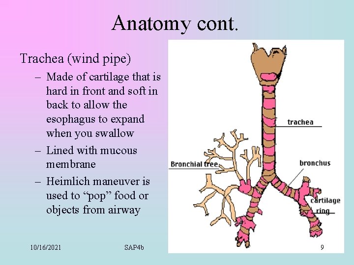 Anatomy cont. Trachea (wind pipe) – Made of cartilage that is hard in front