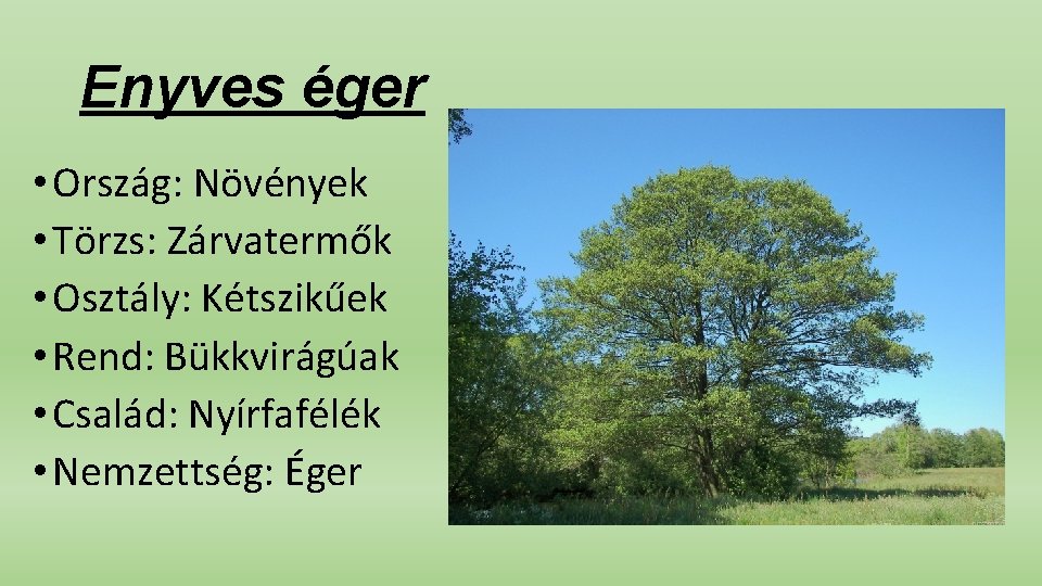 Enyves éger • Ország: Növények • Törzs: Zárvatermők • Osztály: Kétszikűek • Rend: Bükkvirágúak