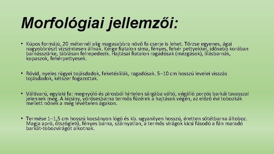 Morfológiai jellemzői: • Kúpos formájú, 20 méternél alig magasabbra növő fa cserje is lehet.