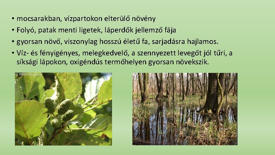  • mocsarakban, vízpartokon elterülő növény • Folyó, patak menti ligetek, láperdők jellemző fája