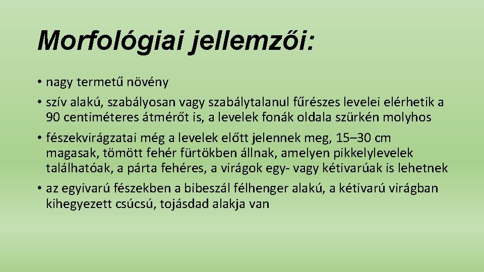 Morfológiai jellemzői: • nagy termetű növény • szív alakú, szabályosan vagy szabálytalanul fűrészes levelei