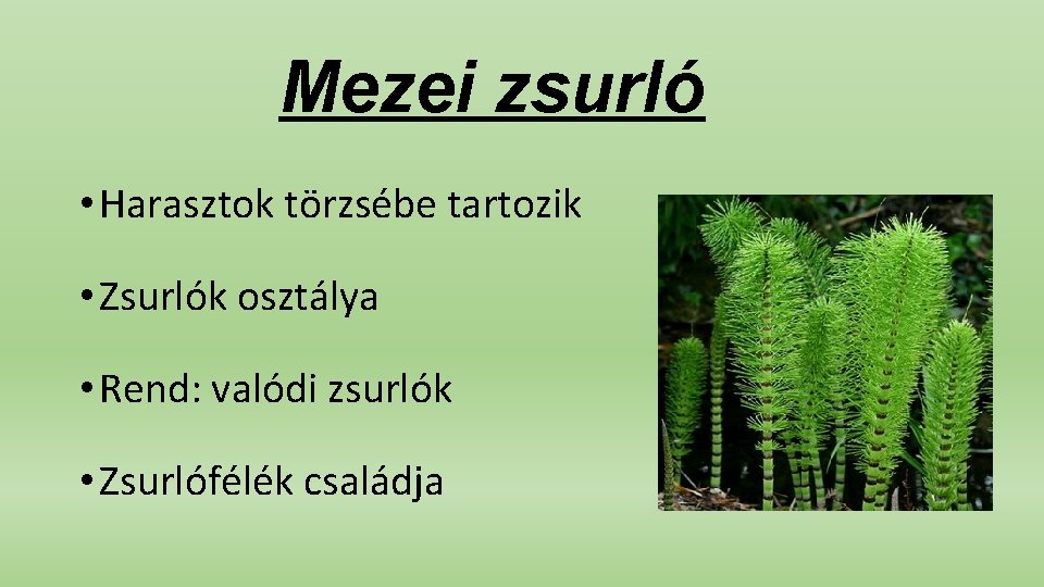 Mezei zsurló • Harasztok törzsébe tartozik • Zsurlók osztálya • Rend: valódi zsurlók •