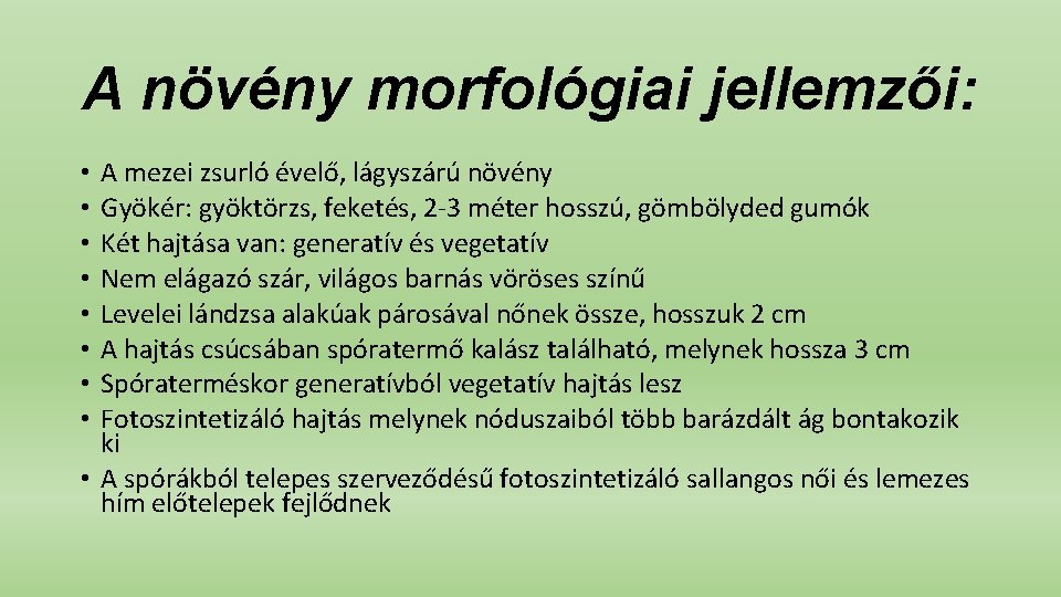 A növény morfológiai jellemzői: A mezei zsurló évelő, lágyszárú növény Gyökér: gyöktörzs, feketés, 2