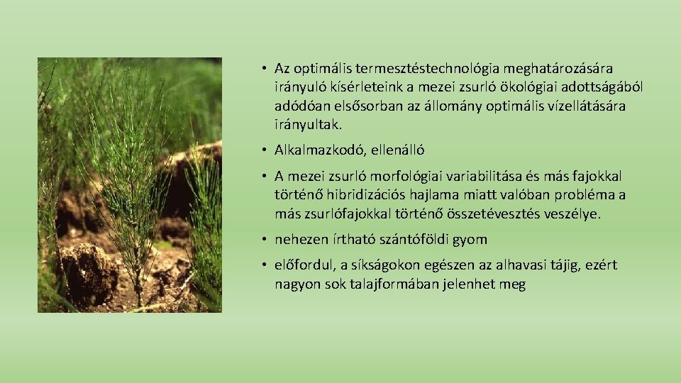  • Az optimális termesztéstechnológia meghatározására irányuló kísérleteink a mezei zsurló ökológiai adottságából adódóan