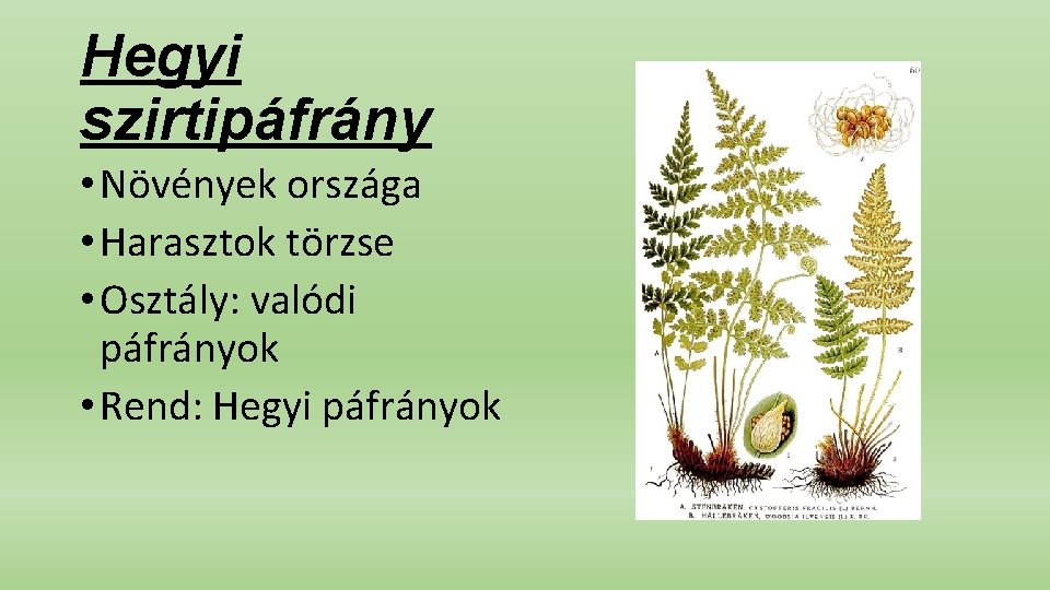 Hegyi szirtipáfrány • Növények országa • Harasztok törzse • Osztály: valódi páfrányok • Rend: