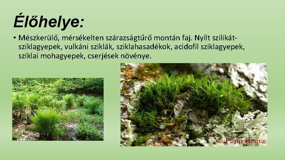 Élőhelye: • Mészkerülő, mérsékelten szárazságtűrő montán faj. Nyílt szilikátsziklagyepek, vulkáni sziklák, sziklahasadékok, acidofil sziklagyepek,