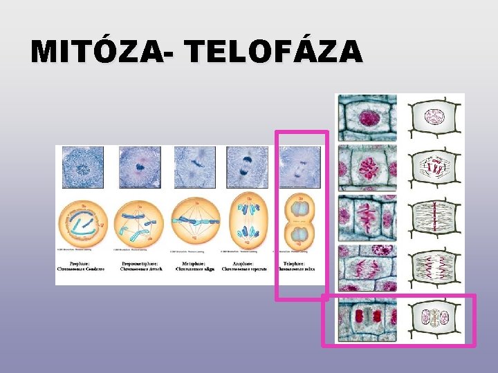 MITÓZA- TELOFÁZA 