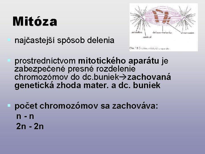 Mitóza § najčastejší spôsob delenia § prostredníctvom mitotického aparátu je zabezpečené presné rozdelenie chromozómov