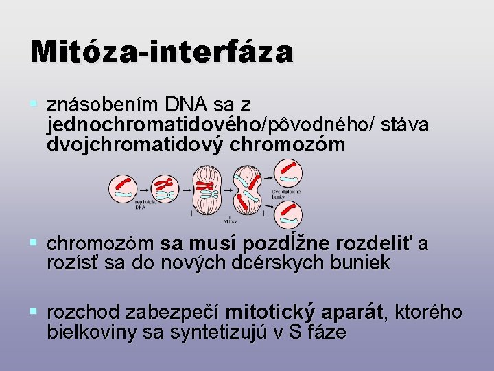 Mitóza-interfáza § znásobením DNA sa z jednochromatidového/pôvodného/ stáva dvojchromatidový chromozóm § chromozóm sa musí