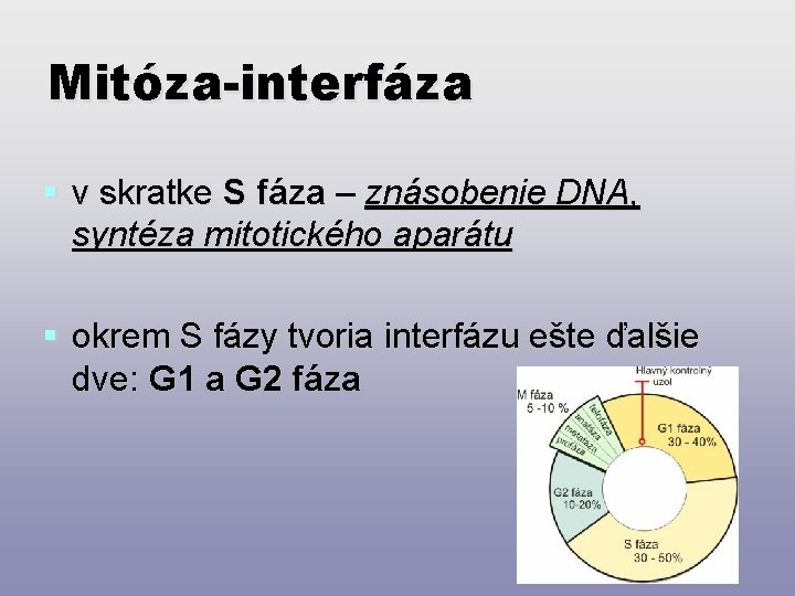 Mitóza-interfáza § v skratke S fáza – znásobenie DNA, syntéza mitotického aparátu § okrem