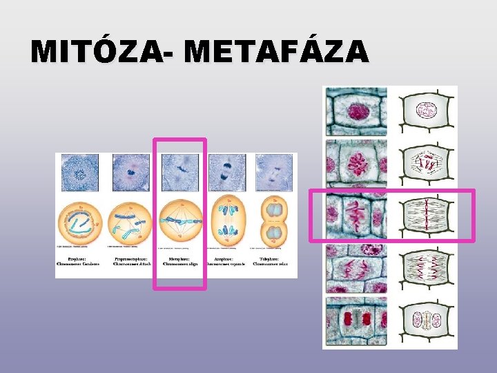 MITÓZA- METAFÁZA 