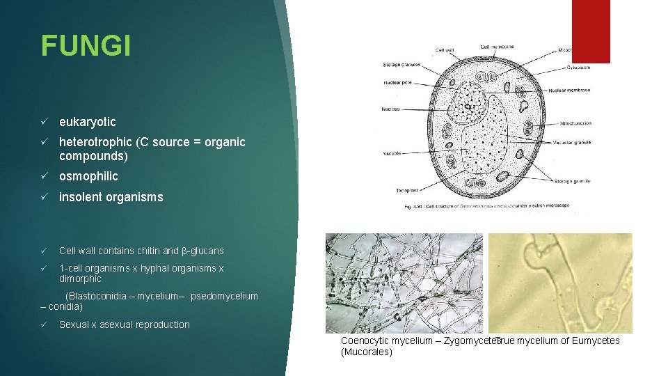 FUNGI ü eukaryotic ü heterotrophic (C source = organic compounds) ü osmophilic ü insolent