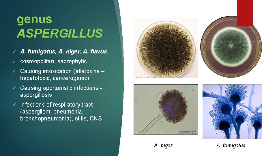 genus ASPERGILLUS ü A. fumigatus, A. niger, A. flavus ü cosmopolitan, saprophytic ü Causing