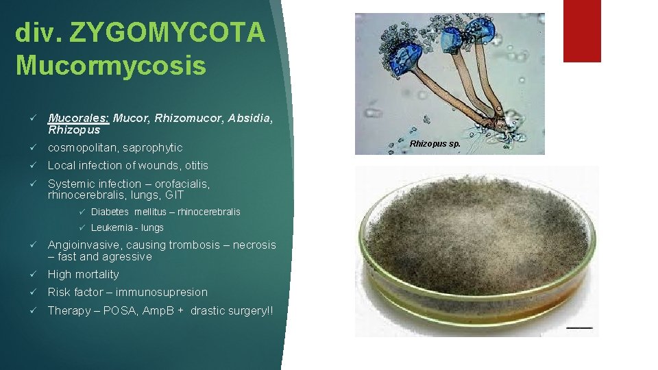 div. ZYGOMYCOTA Mucormycosis ü Mucorales: Mucor, Rhizomucor, Absidia, Rhizopus ü cosmopolitan, saprophytic ü Local