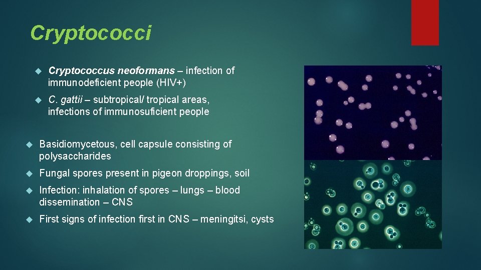 Cryptococci Cryptococcus neoformans – infection of immunodeficient people (HIV+) C. gattii – subtropical/ tropical