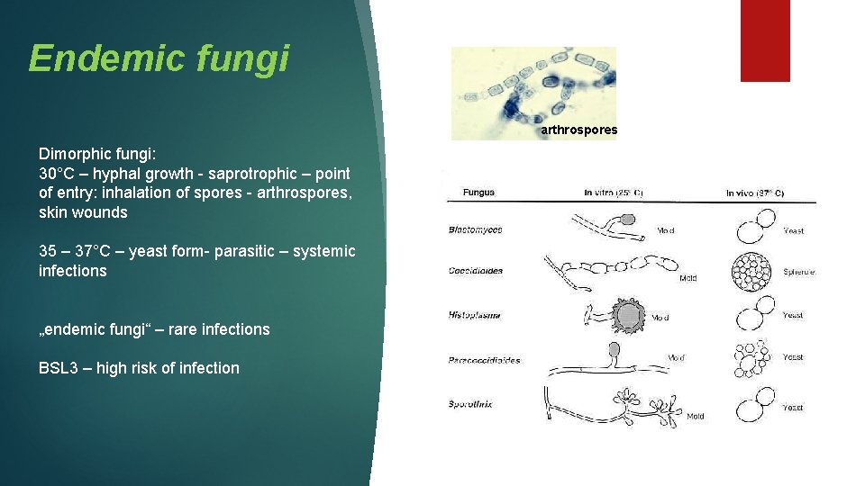 Endemic fungi arthrospores Dimorphic fungi: 30°C – hyphal growth - saprotrophic – point of