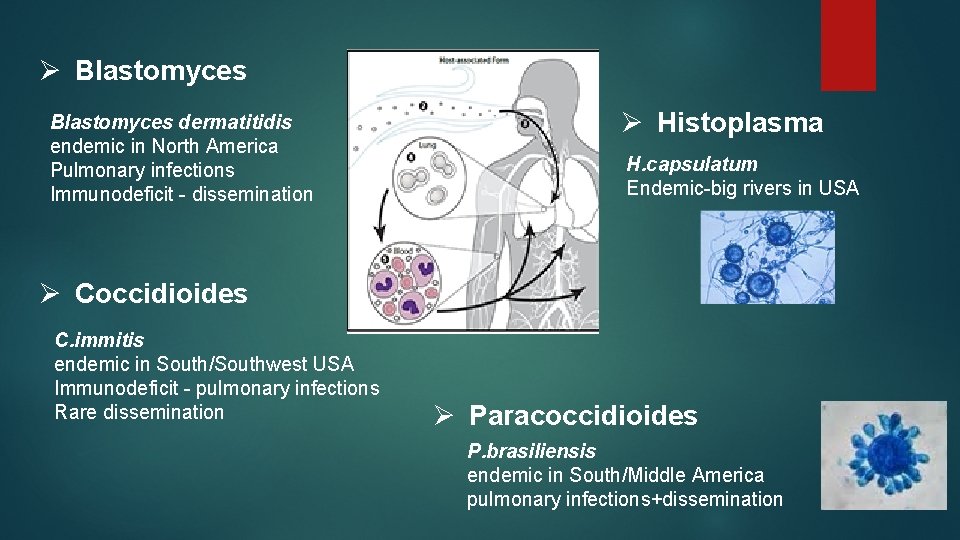 Ø Blastomyces dermatitidis endemic in North America Pulmonary infections Immunodeficit - dissemination Ø Histoplasma