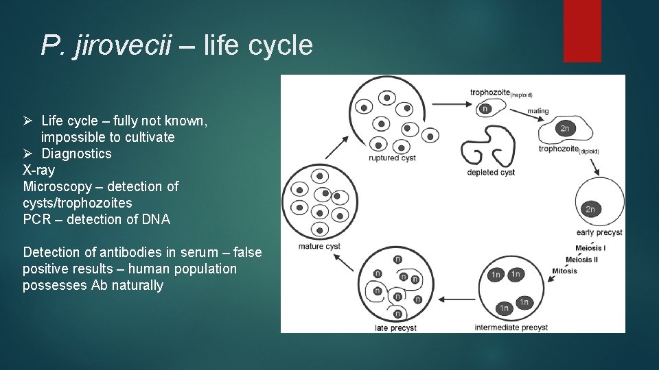 P. jirovecii – life cycle Ø Life cycle – fully not known, impossible to