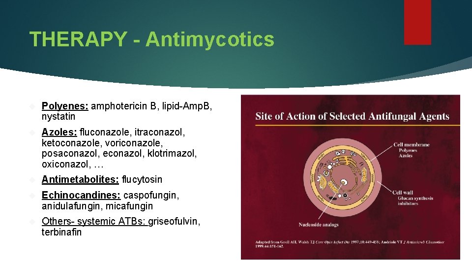 THERAPY - Antimycotics Polyenes: amphotericin B, lipid-Amp. B, nystatin Azoles: fluconazole, itraconazol, ketoconazole, voriconazole,